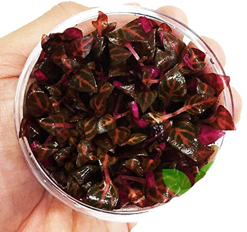 Alternanthera Reineckii Rosanervig Red Tissue Culture Cup Freshwater Live Aquarium Plants Decoration BUY2GET1FREE
