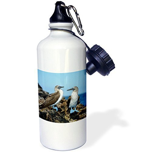 Moson Sports Water Bottle Gift for Kids Girl Boy, Ecuador Galapagos Islands Isabela Island Blue Footed Booby Stainless Steel Water Bottle for School Office Travel 21oz Moson Sports Water Bottle Gift for Kids Girl Boy, Ecuador Galapagos Islands Isabela Island Blue Footed Booby Stainless Steel Water Bottle for School Office Travel 21oz