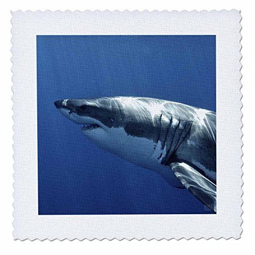 3dRose qs_10586_1 Great White Shark-Quilt Square, 10 by 10-Inch