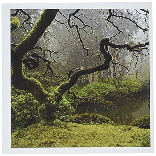 3dRose Japanese Maple Portland Japanese Garden Oregon Us Greeting Cards, 6" x 6", Set of 6 (gc_191632_1)