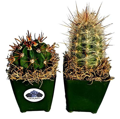 Fat Plants San Diego Cactus Plants. Variety Package of Indoor or Outdoor Cacti Plants for Gardens, Home Decor or Gifts 2 Fat Plants San Diego Cactus Plants. Variety Package of Indoor or Outdoor Cacti Plants for Gardens, Home Decor or Gifts 2