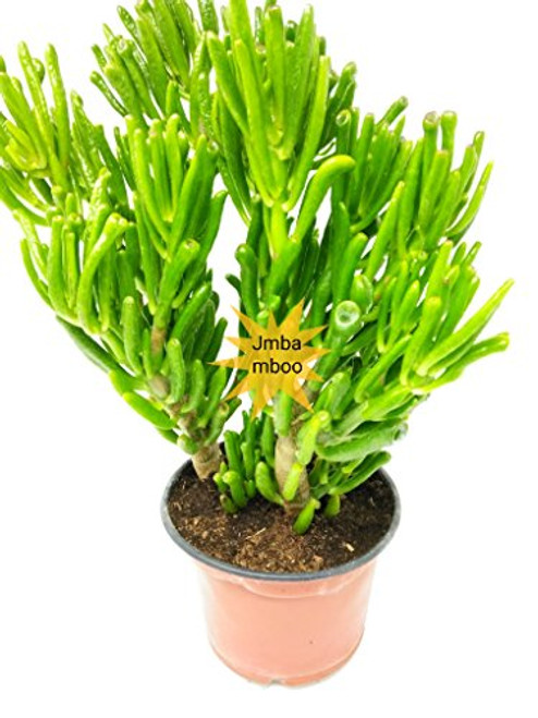 Hobbit' Jade Plant - Crassula ovuta - Easy to Grow - 6inch Pot Hobbit' Jade Plant - Crassula ovuta - Easy to Grow - 6inch Pot