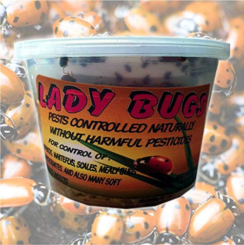 Bazos 1500 Live Ladybugs - Good Bugs - Ladybugs - Ladybugs for Garden - Guaranteed Live Delivery 1500