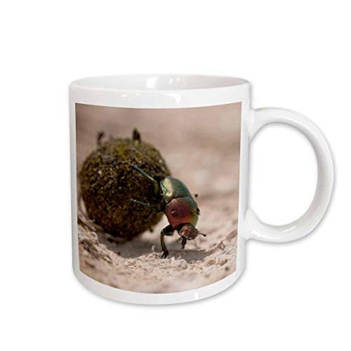 3dRose mug_72690_1"Namibia, Etosha NP, Dung Beetle insect-AF31 PSO0122 - Paul Souders" Ceramic Mug, 11 oz, Multicolor