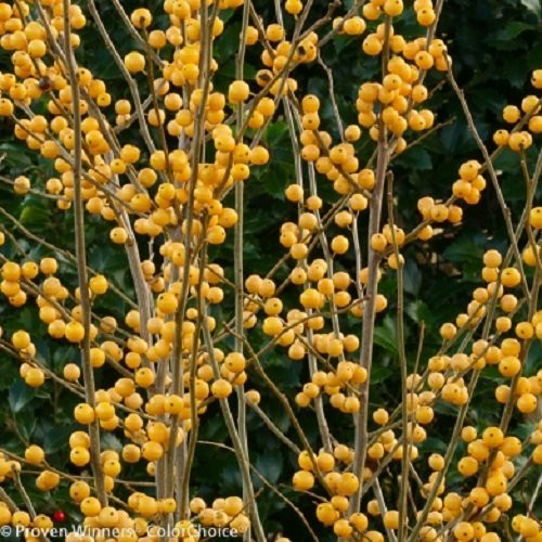 Berry Heavy Gold Winterberry Holly - 4inch  Pot - Proven Winners