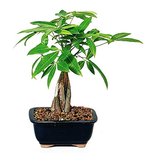 9GreenBox - Money Tree Bonsai with Ceramic Pot