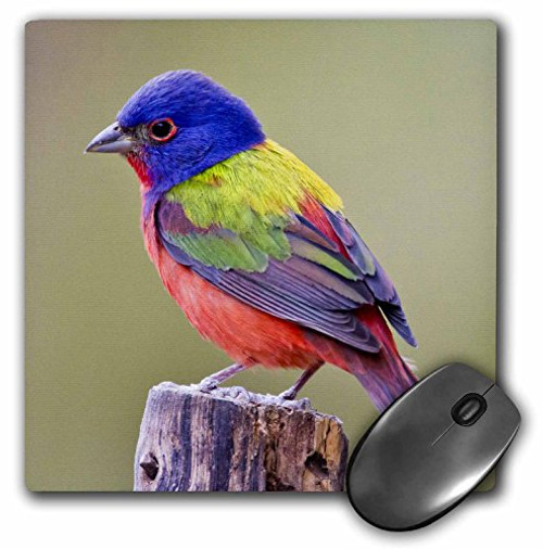 Painted Bunting male bird perched - US44 LDI1047 - Larry Ditto - Mouse Pad, 8 by 8 inches (mp_147129_1) Painted Bunting male bird perched - US44 LDI1047 - Larry Ditto - Mouse Pad, 8 by 8 inches (mp_147129_1)