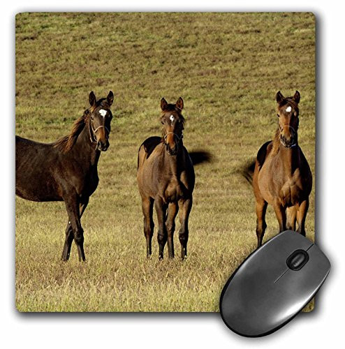 3dRose LLC 8 x 8 x 0.25 Inches Thoroughbred Horses Lexington Kentucky Adam Jones Mouse Pad (mp_90398_1)