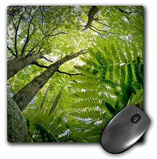 3dRose Forest Scene in Acadia National Park, Maine - US20 RSP0011 Mouse Pad, 8" x 8" (mp_90774_1) 3dRose Forest Scene in Acadia National Park, Maine - US20 RSP0011 Mouse Pad, 8" x 8" (mp_90774_1)