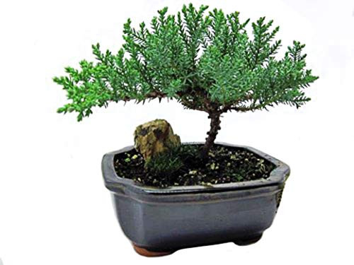 9GreenBox - Japanese Juniper Bonsai Tree with Fertilizer