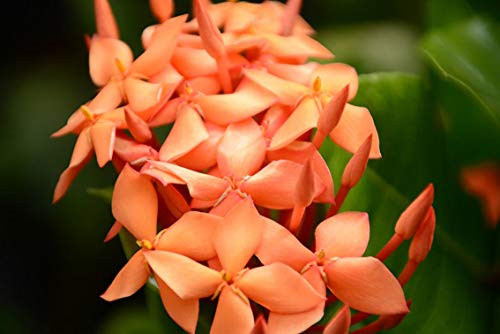 ING Wall Art Print on Canvas32x21 inches- Bloom Blossom Flora Flowers Garden Hd Wallpaper