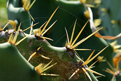 ING Wall Art Print on Canvas32x21 inches- Cacti Leaf Cactus Plant Thorns Prickly Plant