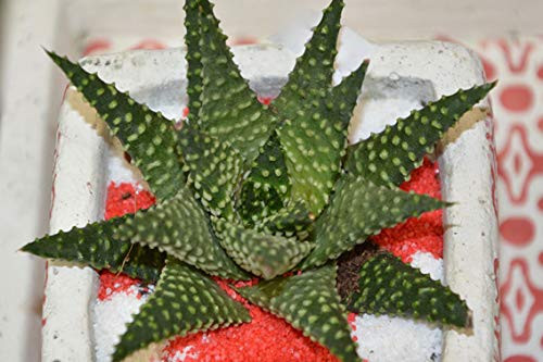 ING Wall Art Print on Canvas32x21 inches- Cactus Succulent Offer Plant Exotic