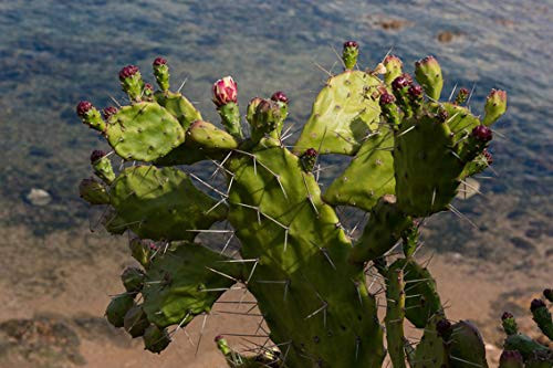 ING Wall Art Print on Canvas32x21 inches- Prickly Pear Plant Succulent Plant Plug Thorns