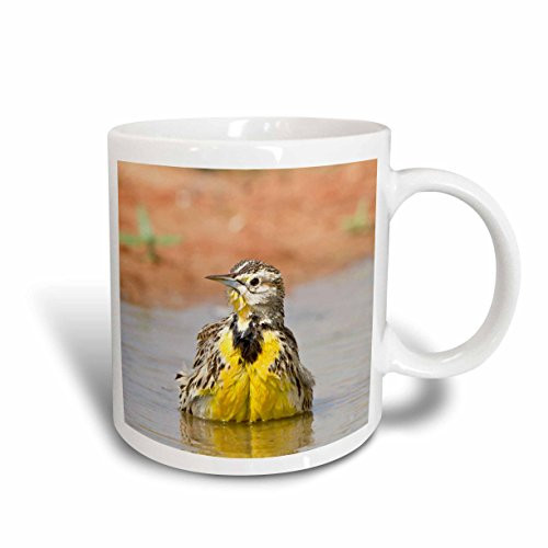 3dRose"Northern Flicker Male In Winter, Marion, Illinois, Usa" Mug, 15 oz, NULL 3dRose"Northern Flicker Male In Winter, Marion, Illinois, Usa" Mug, 15 oz, NULL
