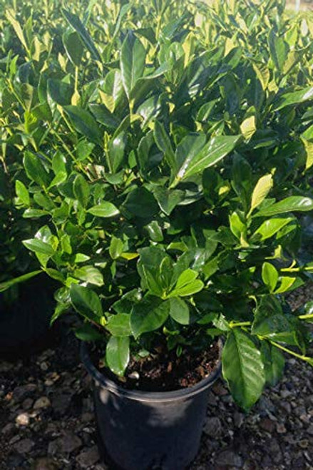 August Beauty, Gardenia Bush, Hedge, Green Foliage, White Blooms Fragrant, 2.5 Quart