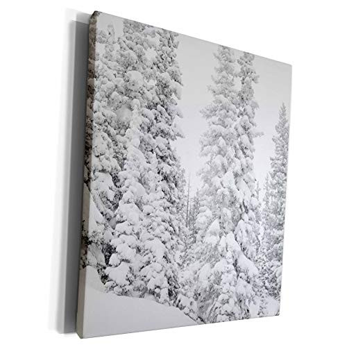 3dRose Danita Delimont - Forests - Colorado, San Isabel National Forest. Heavy snowfall on forest trees. - Museum Grade Canvas Wrap cw_278736_1