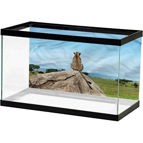 ScottDecor Jungle Undersea Backdrop Wild Cheetah on a Rock Used for Household and Office Aquarium L24 X H24 Inch ScottDecor Jungle Undersea Backdrop Wild Cheetah on a Rock Used for Household and Office Aquarium L24 X H24 Inch