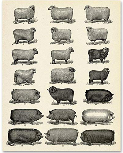 Farm Animals - 11x14 Unframed Art Print - Makes a Great Farmhouse Decor Under 15