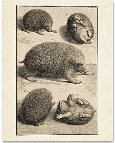 Hedgehog Illustration - 11x14 Unframed Art Print - Makes a Great Gift Under 15 for Animal Lovers