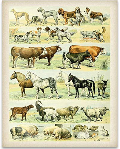 Farm Animal Art - 11x14 Unframed Art Print - Perfect Farmhouse Decor Under 15