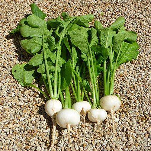 COOL BEANS N SPROUTS - Radish Seeds  White Cherry Radish  Radish Seeds  25 Seeds per Pack  Non-GMO  COOL BEANS N SPROUTS