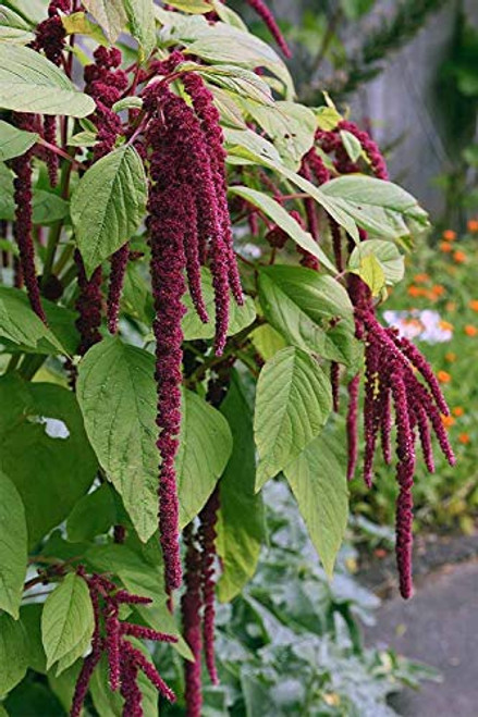 100pk Love Lies Bleeding Amaranthus Caudatus Flower Seeds inch COOL BEANS N SPROUTSinch Brand. Home Gardening. 100pk Love Lies Bleeding Amaranthus Caudatus Flower Seeds inch COOL BEANS N SPROUTSinch Brand. Home Gardening.