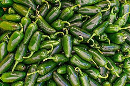 25 Count Early Jalapeno Pepper Seeds inch COOL BEANS N SPROUTSinch  Brand. Home Gardening.