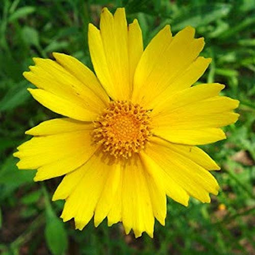 50 Count Lance-Leaved Coreopsis Flower Seeds inch COOL BEANS N SPROUTSinch  Brand. Home Gardening.