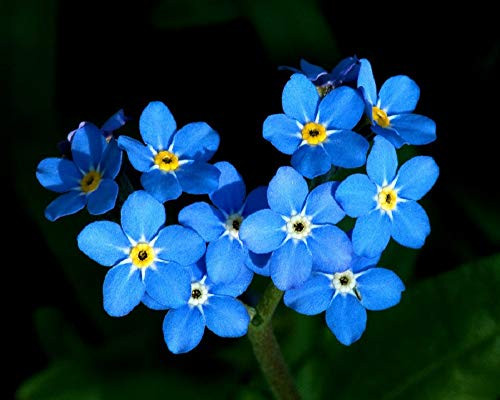50 Count Forget-Me-Not Flower Seeds inch COOL BEANS N SPROUTSinch  Brand. Home Gardening.