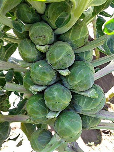 50 Count Brussel Sprout Seeds- Catskill inch COOL BEANS N SPROUTSinch  Brand. Home Gardening.