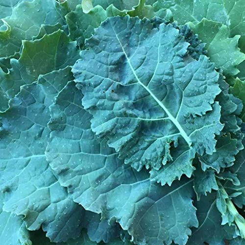 100 Count Premier Kale Seeds inch COOL BEANS N SPROUTSinch  Brand. Home Gardening.
