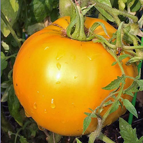 50 Count Jubilee Tomato Seeds inch COOL BEANS N SPROUTSinch  Brand. Heirloom. Non-GMO. Home Gardening.
