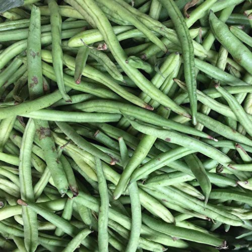 50 Count Bush Bean- Burpee Stringless Green Bean inch COOL BEANS N SPROUTSinch  Brand. Home Gardening.