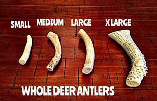 Whole Deer Antler Dog Chews