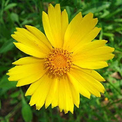 100 Count Lance-Leaved Coreopsis Flower Seeds inch COOL BEANS N SPROUTSinch  Brand. Home Gardening.