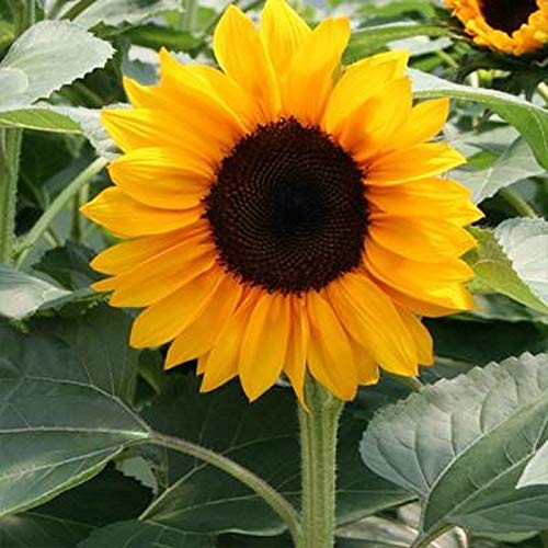 50 Count Golden Sunflower Seeds  inch COOL BEANS N SPROUTSinch  Brand. Non-GMO. Home Gardening.