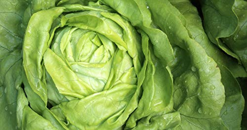 100 Count Bibb Lettuce Seeds inch COOL BEANS N SPROUTSinch  Brand. Home Gardening.