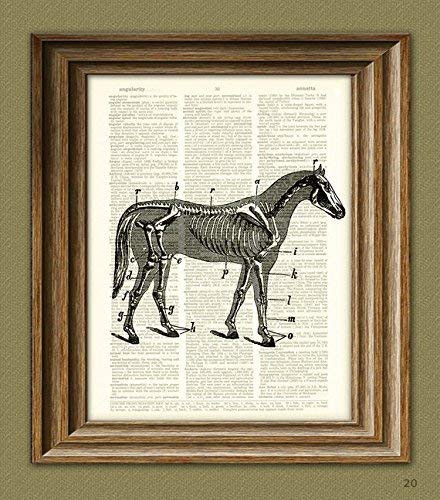 Skeleton of Horse Anatomy Beautifully Upcycled Vintage Dictionary Page Book Art Print