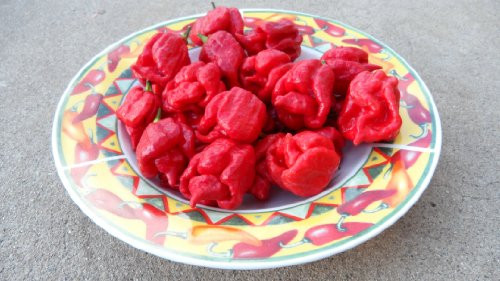 Trinidad Scorpion -Butch T Strain- Hot Pepper 10 Plus Seeds