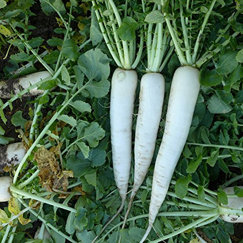 COOL BEANS N SPROUTS - Radish Seeds  Mooli Accord Radish  Radish Seeds  200 Seeds per Pack   Non-GMO  COOL BEANS N SPROUTS