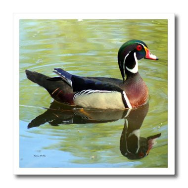 3dRose ht_6566_1 Wood Duck Reflections-Photography Iron on Heat Transfer for White Material, 8 by 8-Inch