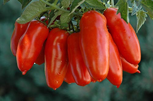 100 Count San Marzano Tomato Seeds inch COOL BEANS N SPROUTSinch  Brand. Heirloom. Non-GMO. Home Gardening.