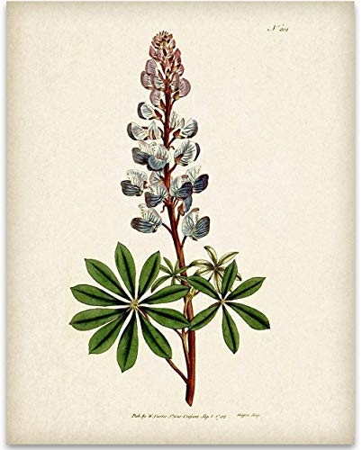 Texas Bluebonnet Illustration - 11x14 Unframed Art Print - Great Wall Decor Under 15 for Bathrooms and Bedrooms