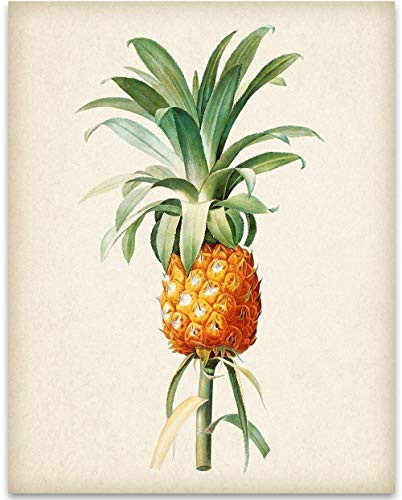 Pineapple Botanical Drawing - 11x14 Unframed Art Print - Great Gift and Decor for Kitchen and Dining Room Under 15