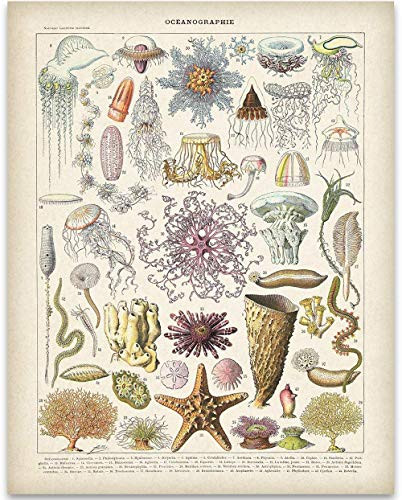 Vintage Ocean Life Illustration Art Print - 11x14 Unframed Art Print - Great Beach House Wall Decor Under 15