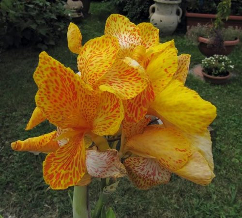 5 YELLOW CANNA LILY Indian Shot Canna Indica Flower SeedsComb S H by Seedville