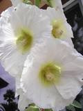 25 WHITE HOLLYHOCK Alcea Rosea Flower Seeds PerennialComb S H by Seedville