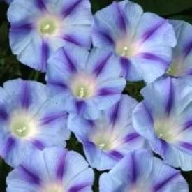 75 BLUE STAR MORNING GLORY Ipomoea Tricolor Flower Vine SeedsComb S H