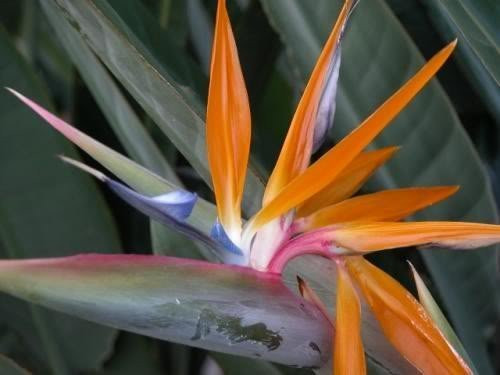 5 TROPICAL BIRD OF PARADISE Strelitzia Reginae Flower SeedsComb S H by Seedville